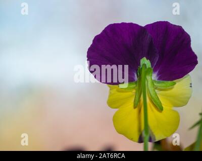 Primo piano della parte inferiore di una viola viola e giallo (pansy) fiore in fiore Foto Stock