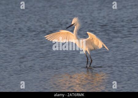 Reddish Egret (White Morph) Dancing E Pesca A Galveston Bay, Texas, Stati Uniti Foto Stock