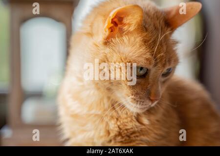 Adorabile, soffice, divertente e timido gatto sabbia guardare dintorni Foto Stock