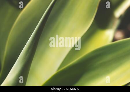 Primo piano di foglie di agave verde in calda luce solare estiva Foto Stock