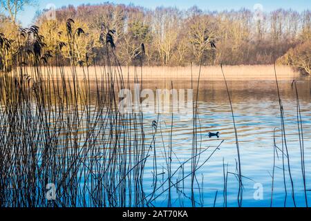 Una mattina presto invernale a Coate Water a Swindon. Foto Stock