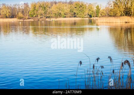 Una mattina presto invernale a Coate Water a Swindon. Foto Stock