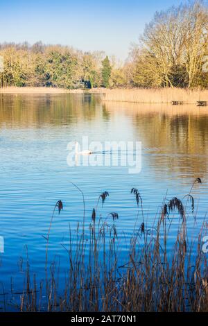 Una mattina presto invernale a Coate Water a Swindon. Foto Stock