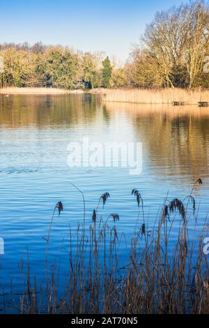 Una mattina presto invernale a Coate Water a Swindon. Foto Stock