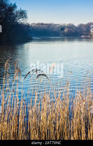 Una mattina presto invernale a Coate Water a Swindon. Foto Stock