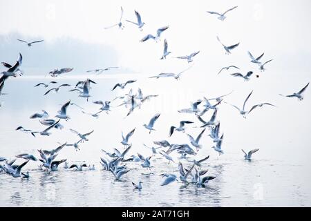 Gregge di gabbiani che volano e che alimentano sopra l'acqua dei fiumi Foto Stock