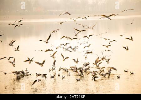 Floccato di gabbiani che volano e che si nutrono sopra l'acqua del fiume in alto contrasto al tramonto Foto Stock