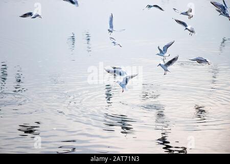 Gregge di gabbiani che volano sopra l'acqua in inverno, con riflessi e increspature Foto Stock