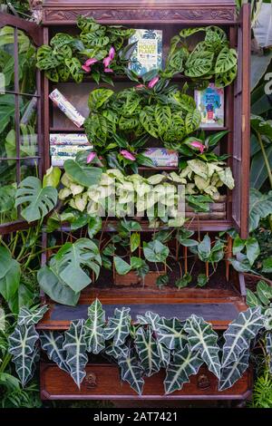 La Giant Houseplant Takeover mostra nella serra di RHS Wisley Gardens, Surrey, Regno Unito. Casa vittoriana reclamata dalle case. Gennaio 2020 Foto Stock