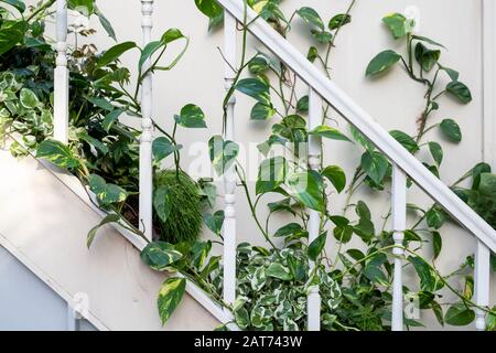 La Giant Houseplant Takeover mostra nella serra di RHS Wisley Gardens, Surrey, Regno Unito. Casa vittoriana reclamata dalle case. Gennaio 2020 Foto Stock