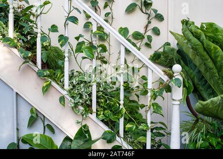 La Giant Houseplant Takeover mostra nella serra di RHS Wisley Gardens, Surrey, Regno Unito. Casa vittoriana reclamata dalle case. Gennaio 2020 Foto Stock