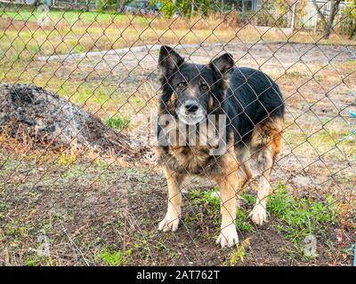 Il watchdog il cane pastore dietro un recinto. Animali. Sicurezza. Foto Stock