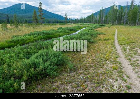 Un sentiero segue Bench Creek nella Salmon-Challis National Forest, Idaho, USA Foto Stock