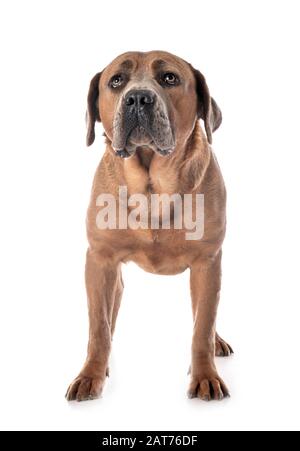 Italian mastiff davanti a uno sfondo bianco Foto Stock