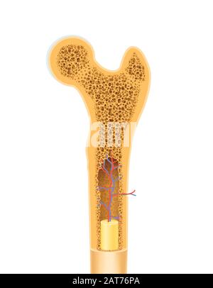 Anatomia dell'immagine vettoriale della struttura spugnosa dell'osso umano Foto Stock