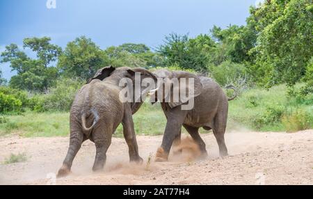 Due elefanti toro duello in un letto di fiume secco nel Kruger National Park in Sudafrica immagine in formato orizzontale Foto Stock