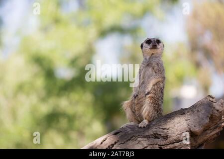 Captive Meerkat (Suricata suricatta) seduto su un log alla ricerca di predatori che proteggono la sua famiglia in uno zoo Foto Stock