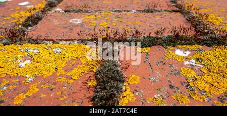 Macro di muschio verde e giallo lichen su un vecchio muro di mattoni rossi. Closeup natura esterna sfocatura sfondo. Foto Stock