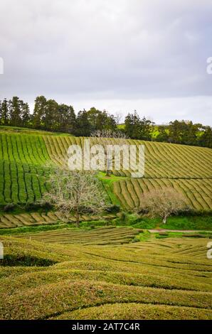 Gorreana Tea Plantation A Sao Miguel Island, Azzorre, Portogallo. File di cespugli di tè su una collina. Cielo coperto. Coltivazione del tè. Foto verticale. Foto Stock