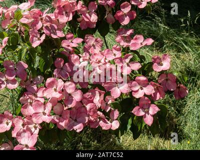 Un primo piano dei fiori rosa guscio di Cornus kousa Satomi Foto Stock