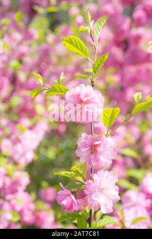 Macro foto della natura rosa sakura fiori. Texture sfondo fiore rosa sakura fiore. Immagini del fiore giapponese Sakura con gemme rosa. Foto Stock