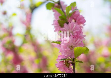 Macro foto della natura rosa sakura fiori. Texture sfondo fiore rosa sakura fiore. Immagini del fiore giapponese Sakura con gemme rosa. Foto Stock