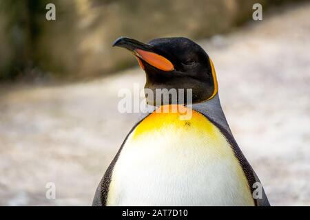 Pinguini del re (Aptenodytes patagonicus) durante la stagione di muta Foto Stock