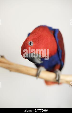 Femmina rosso e blu captive eclectus pappagallo (Eclectus roratus) seduto su un ramo Foto Stock