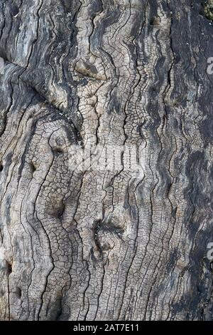 Legno stagionato di un antico albero di quercia morto in Ashton Court vicino a Bristol UK Foto Stock