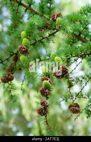 Larix Kaempferi o Larix leptolepidis, coni di larice giapponese Foto Stock