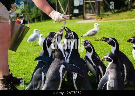 I pinguini di Humboldt che sono alimentati pesci da un secchio in cattività Foto Stock