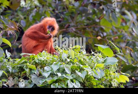 Scimmia foglia rossa (Presbytis rubicunda), endemica di Borneo Island, Danum Valley Conservation Area, Sabah, Borneo, Malesia Foto Stock