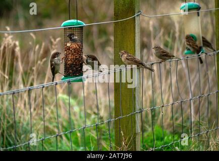 Passeri della casa ( Passer addomesticus ) che si nutrono di un alimentatore di uccelli in un giardino a Pasqua Ross Scozia UK Foto Stock