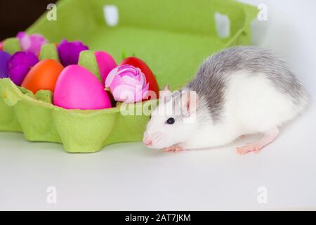 Pasqua 2020 è il simbolo del Capodanno cinese del Rat. Mouse bello e attraente tra le uova di pasqua colorate Foto Stock