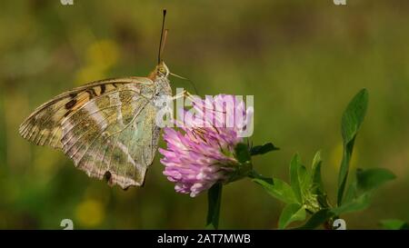 farfalla su un fiore di lucerna Foto Stock