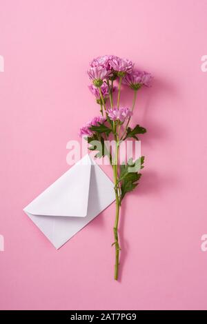 Crisantemo viola e petali su sfondo rosa Foto Stock