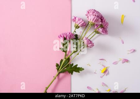 Crisantemo viola e petali su sfondo rosa Foto Stock