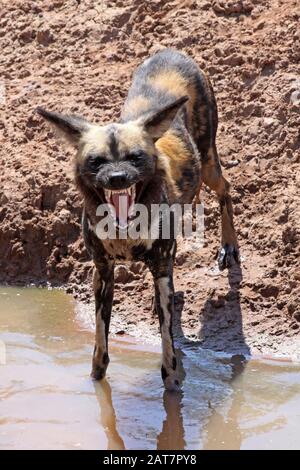 Dipinto Africano Cane Lycaon Pictus Foto Stock