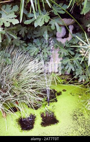 Una vecchia caratteristica di acqua in uno stagno coperto in alghe dello stagno e coperta di erbaccia. Foto Stock