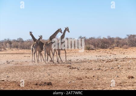 Quattro le giraffe angolano - Giraffa giraffa angolensis camminare nervosamente intorno al fiume nel parco nazionale Etosha, Namibia. Foto Stock