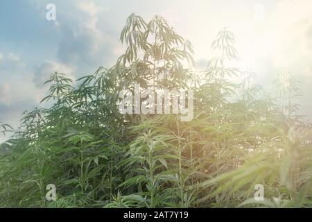 Piante di cannabis con boccioli di marijuana cresce all aperto e la luce del sole Foto Stock