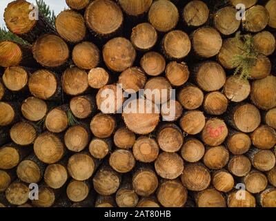 Pineta Landais, pila di tronchi appena tagliati, vista aerea Foto Stock