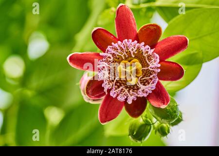 L'Incredibile fiore della Passione tropicale (Passflora alata) Foto Stock