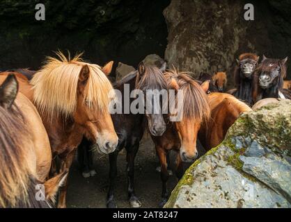 Un gruppo di cavalli islandesi, Islanda Foto Stock