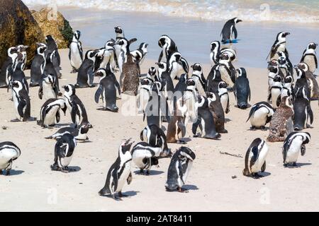 Colonia di pinguini africani (Spheniscus demersus) a Boulders Beach, Simon's Town, Città del Capo, Sud Africa Foto Stock