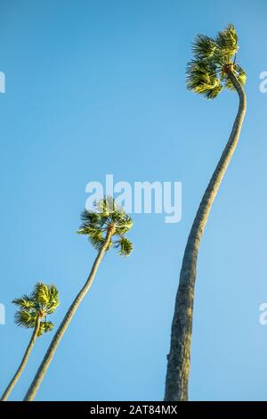 Tre Eccentrici Alberi Di Palma Ad Angolo In Alto In Diverse Direzioni A Santa Monica, California. Foto Stock