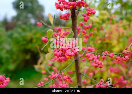 Albero fusello, Euonymus hamiltonianus, colore autunno e inverno Foto Stock