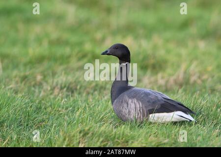 Brent goose (Branta bernicla) Foto Stock