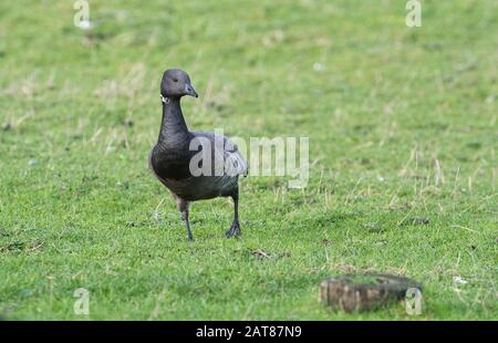 Brent goose (Branta bernicla) Foto Stock