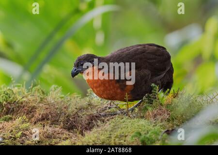 Legno-quail scuro-sostenuto - Odontophorus melanonotus, quail timido dal pavimento delle foreste andine, Mindo, Ecuador. Foto Stock